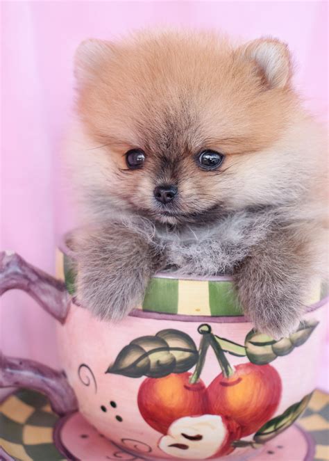 Teacup Pomeranian Puppy and Pomeranian Puppies at TeaCups Puppies of ...