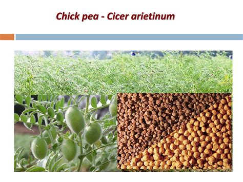 Agronomic Crops Classification - Agriculture | PPT | Free Download