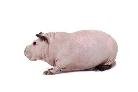 Hairless Guinea Pig Stock Photo - Image: 28096310