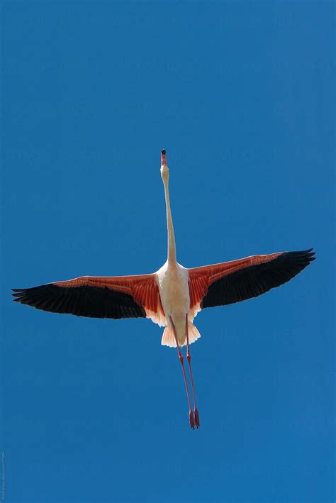 Flamingo bird – Artofit