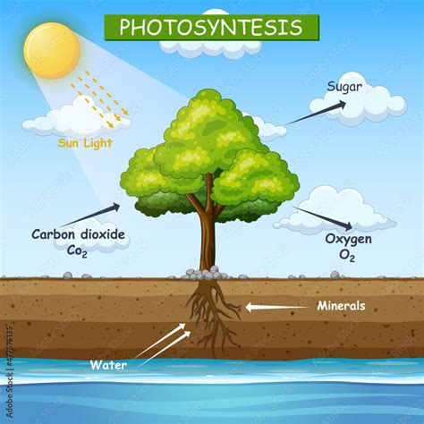 Vektorová grafika „Diagram showing process of photosynthesis in tree ...