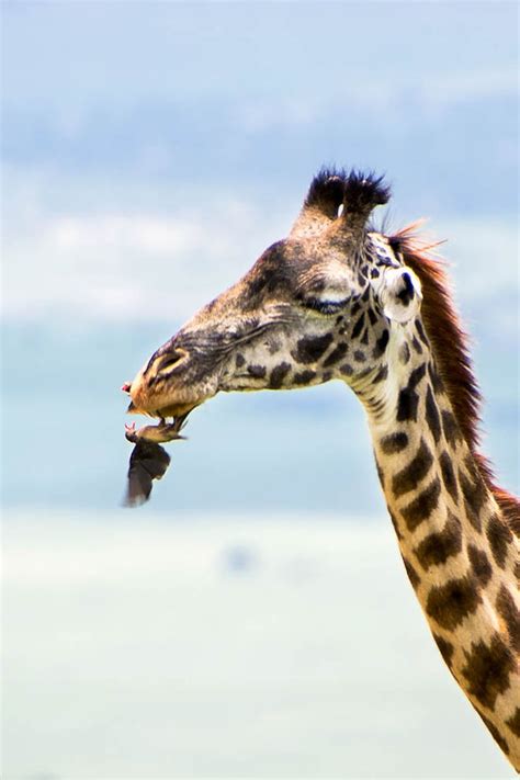 See this giraffe get dental treatment... from a bird | Nature | News ...