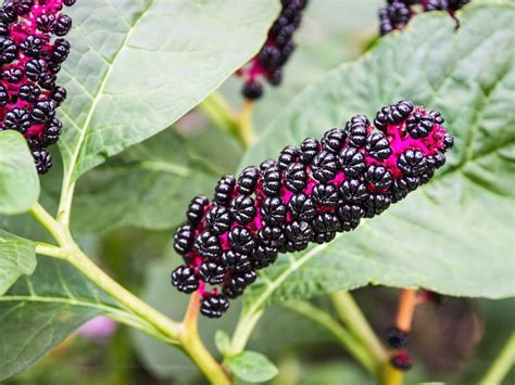 Pokeberry Plant Care And Uses: How To Grow Pokeberries In The Garden