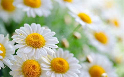 Daisy Flower Wallpapers - Top Free Daisy Flower Backgrounds ...