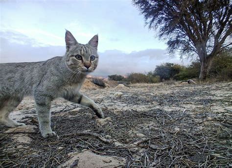 Tunisia Wildlife: National Parks & Nature Reserves of Tunisia