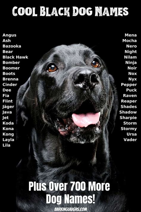 Awasome Unusual Black Dog Names 2022 – Fsikologi News