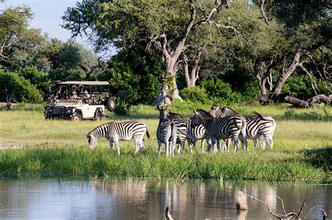 Discovering The Okavango Delta | Best Botswana Safari Experiences | Art ...