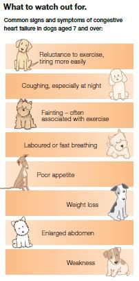 Heart Disease in Dogs - Daisy Hill Veterinary Clinic