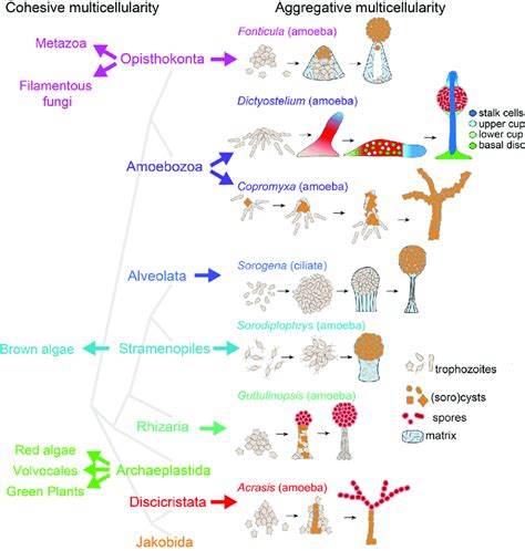 Multicellular Organisms Diagram