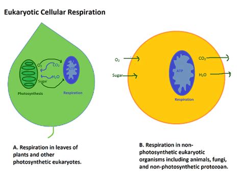 Write The Equations For Both Photosynthesis And Cellular Respiration ...