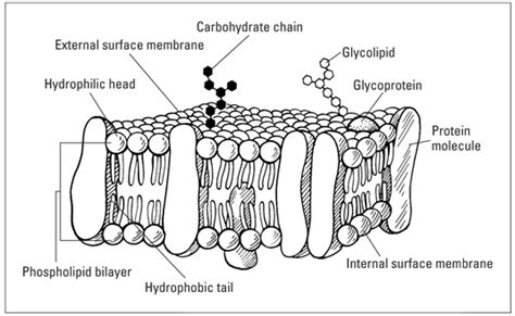 The Fluid-Mosaic Model of the Cell Plasma Membrane - dummies