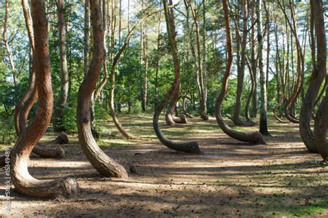 "Warped trees of the Crooked Forest, Krzywy Las, in western Poland ...