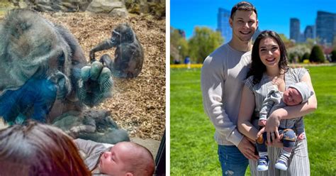 An unbelievable moment of the gorilla bringing her baby to meet a human ...