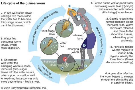 Pinworm Life Cycle