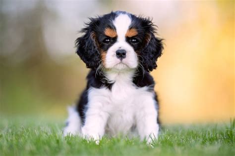 How to Groom a Cavalier King Charles Spaniel – American Kennel Club