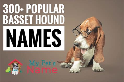 300+ Popular Basset Hound Names (Unique, Cool, Male & Female) | My Pet ...