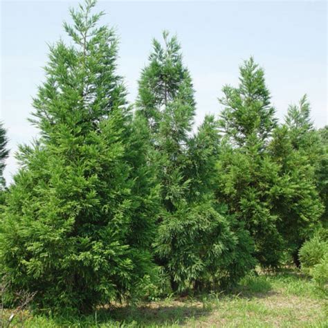 JAPANESE CEDAR Cryptomeria Japonica - 50 SEEDS