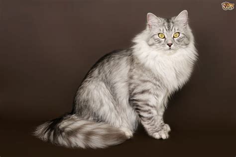 Siberian Cats Breed - Information, Temperament, Size & Price ...