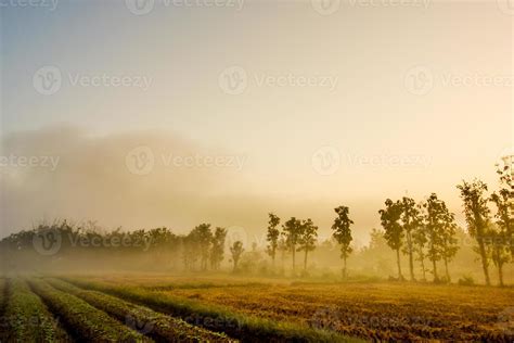 Tobacco field 1403007 Stock Photo at Vecteezy