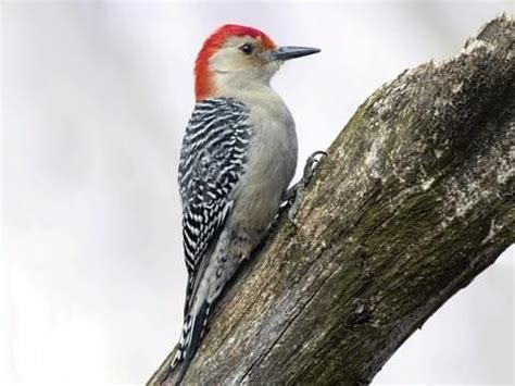 Red-bellied Woodpecker | Celebrate Urban Birds