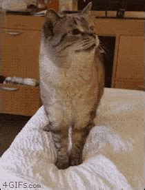 Cat Sneeze GIF - Cat Sneeze - Discover & Share GIFs