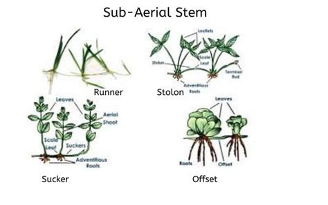 Explained! Plant Stem: Parts of a Stem, Types & Functions of Stem