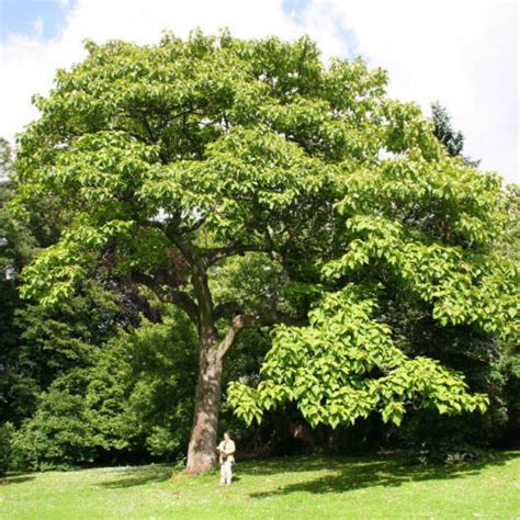 PAULOWNIA TREE Paulownia Catalpifolia - 100 SEEDS