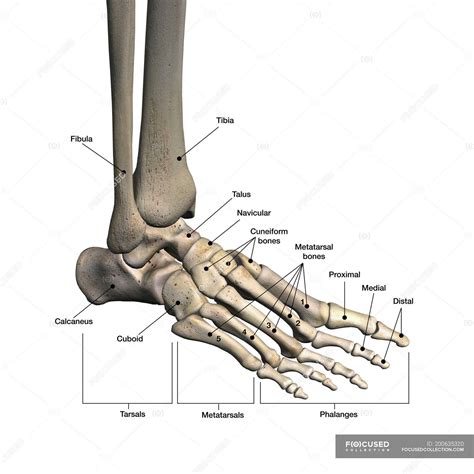 Bones of human foot with labels on white background — phalanx, fibula ...