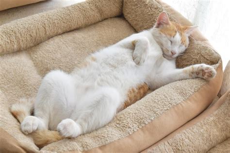 Premium Photo | Ginger and white cat sleeping upside down in cat bed