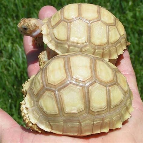 Sulcata Tortoise diet | African Suclata tortoise diet | Sulcata ...