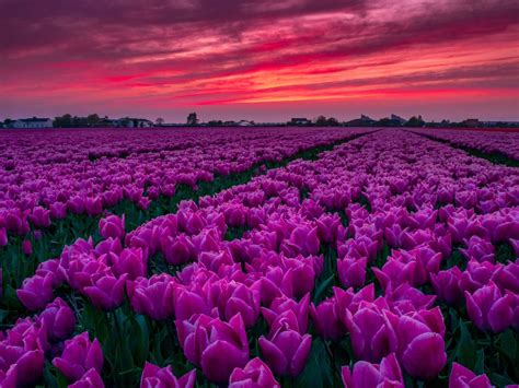 Tulip fields of Holland, Netherlands