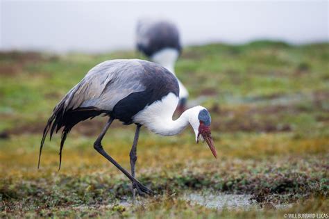 Wattled Crane | Will Burrard-Lucas