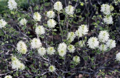 Growing the Dwarf Fothergilla in the Home Garden