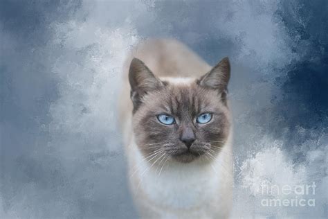 Lilac Point Siamese Cat Mixed Media by Elisabeth Lucas - Pixels