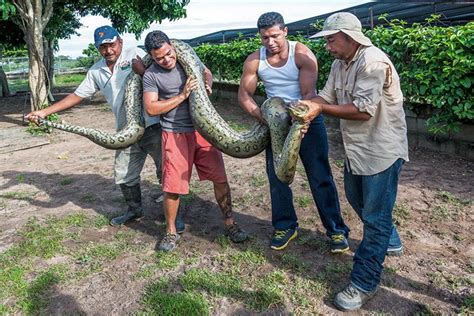 Full Grown Green Anaconda