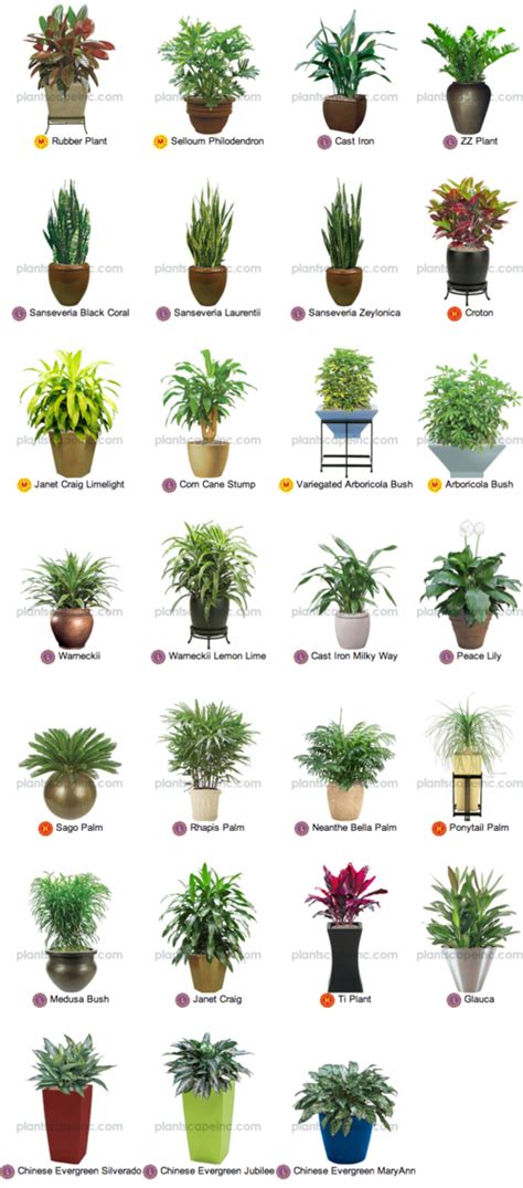 Brighten your Indoors with Tropical Plants on imgfave | Tropical house ...