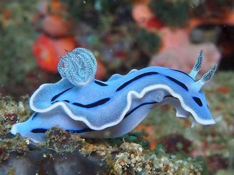 a blue sea snail : r/pics