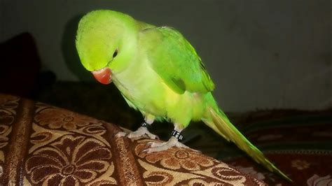 My Ringneck Parrot Baby Start Talking || Ringneck Parrot Talking ...