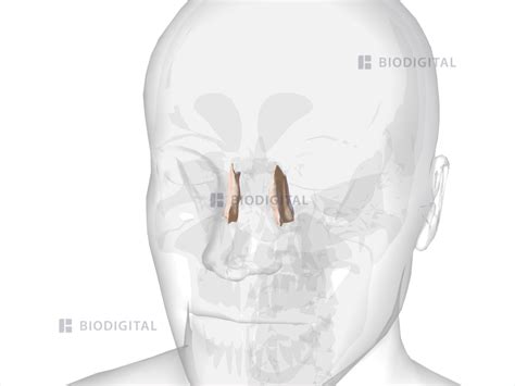 Lacrimal bone | BioDigital Anatomy