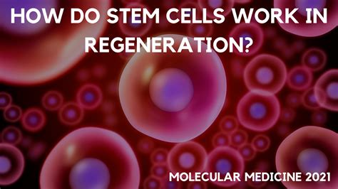 HOW DO STEM CELLS WORK IN REGENERATION?