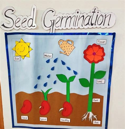 Seed germination | Diy drawing books, School kids crafts, School crafts