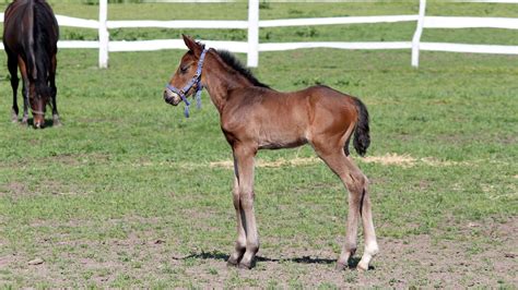 Do Baby Horses Change Color As They Age? Foal Colors Explored