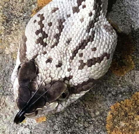 Expert: Rare black-tail rattlesnake found in Central Texas, the second ...