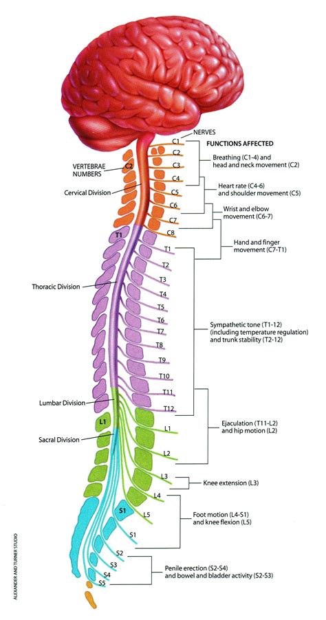 Anatomy Of Spinal Cord Brain Anatomy Spine | Anatomi manusia, Tubuh ...