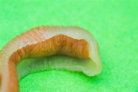 Close-up Photo of Linguatula Serrata or Tongue Worm Stock Image - Image ...