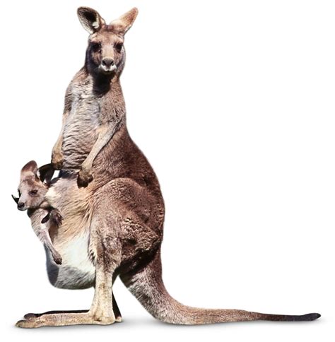 What is a Marsupial | Kangaroo Facts for Kids | DK Find Out