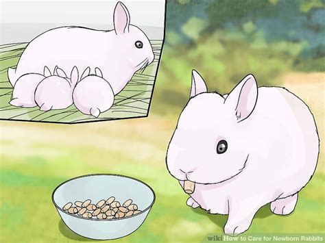 How to Care for Newborn Rabbits: 11 Steps (with Pictures)