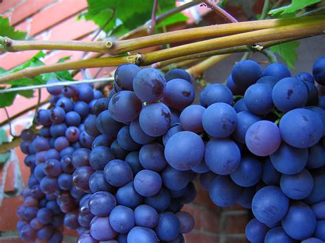 Shiraz - one of the best red grape varieties | Fine Wine and Spirits