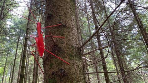 Hugs and bugs cover trees on new Forest of Dean sculpture trail - BBC News