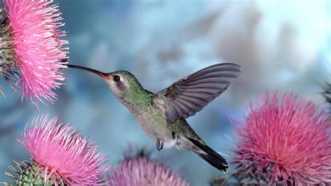 Vibrant Hummingbird HD Wallpaper Among Colorful Blooms